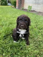 Milo, a male Portuguese Water Dog for sale in Millersburg, OH – 2 of 5
