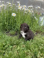 luna, a female Portuguese Water Dog for sale in Millersburg, OH – 2 of 4