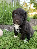 Milo, a male Portuguese Water Dog for sale in Millersburg, OH – 1 of 5