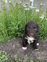 Milo, a male Portuguese Water Dog for sale in Millersburg, OH – 5 of 5