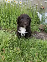 Milo, a male Portuguese Water Dog for sale in Millersburg, OH – 3 of 5