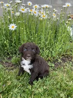 luna, a female Portuguese Water Dog for sale in Millersburg, OH – 4 of 4