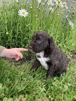 luna, a female Portuguese Water Dog for sale in Millersburg, OH – 3 of 4
