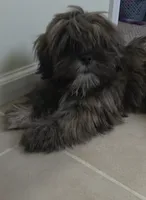Archie, a male Lhasa Apso for sale in Jacksonville, NC – 1 of 7