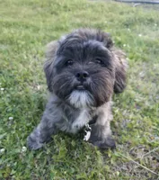 Archie, a male Lhasa Apso for sale in Jacksonville, NC – 4 of 7