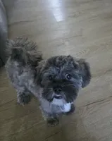 Archie, a male Lhasa Apso for sale in Jacksonville, NC – 3 of 7
