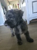 Archie, a male Lhasa Apso for sale in Jacksonville, NC – 6 of 7