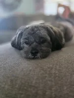 Archie, a male Lhasa Apso for sale in Jacksonville, NC – 2 of 7