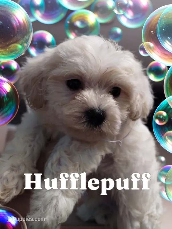 Hufflepuff – Poodle - Miniature  puppy for sale in Gainesville, FL