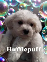Hufflepuff, a male Poodle - Miniature  for sale in Gainesville, FL – 1 of 2