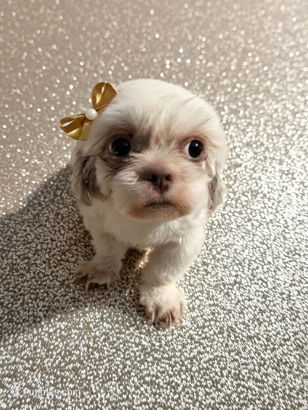 Karma – Shih Tzu puppy for sale in Gainesville, FL