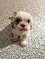 Karma, a female Shih Tzu for sale in Gainesville, FL – 1 of 4