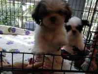 Fate, a male Mal Shi for sale in Gainesville, FL – 9 of 9