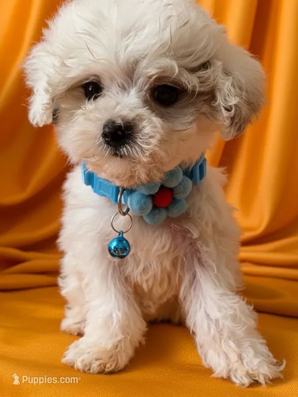 Puffington – Poodle - Miniature  puppy for sale in Gainesville, FL