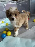 Butterscotch, a male Poodle - Miniature  for sale in Lacey, WA – Photo 10 of 10