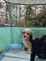 Butterscotch, a male Poodle - Miniature  for sale in Ocala, FL – Photo 7 of 7