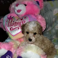 Butterscotch, a male Poodle - Miniature  for sale in Lacey, WA – Photo 6 of 10