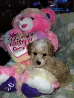 Butterscotch, a male Poodle - Miniature  for sale in Ocala, FL – Photo 4 of 7