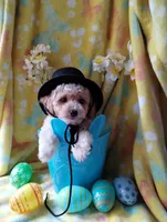 Butterscotch, a male Poodle - Miniature  for sale in Lacey, WA – Photo 9 of 10