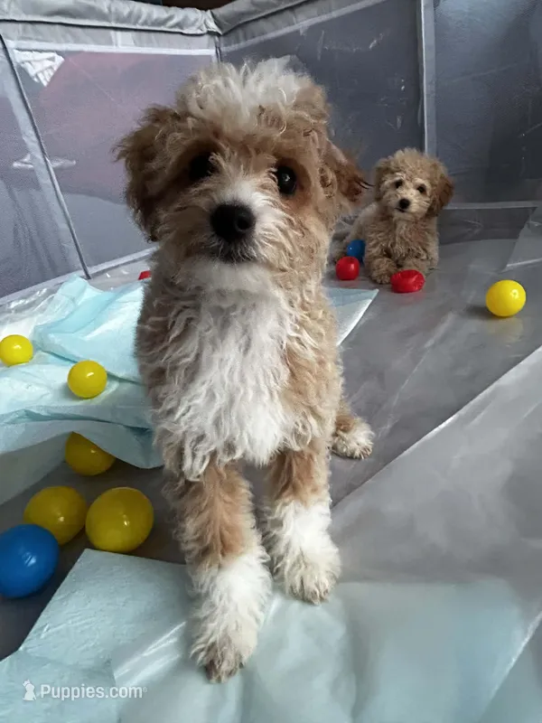 Butterscotch – Poodle - Miniature  puppy for sale in Lacey, WA