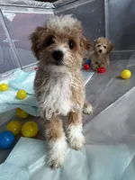 Butterscotch, a male Poodle - Miniature  for sale in Lacey, WA – Photo 1 of 10