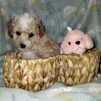 Butterscotch, a male Poodle - Miniature  for sale in Lacey, WA – Photo 7 of 10