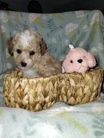 Butterscotch, a male Poodle - Miniature  for sale in Ocala, FL – Photo 6 of 7