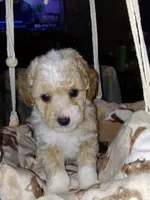 Butterscotch, a male Poodle - Miniature  for sale in Ocala, FL – Photo 2 of 7