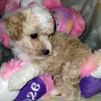 Butterscotch, a male Poodle - Miniature  for sale in Lacey, WA – Photo 5 of 10