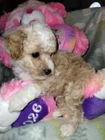 Butterscotch, a male Poodle - Miniature  for sale in Ocala, FL – Photo 5 of 7