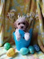 Butterscotch, a male Poodle - Miniature  for sale in Lacey, WA – Photo 8 of 10