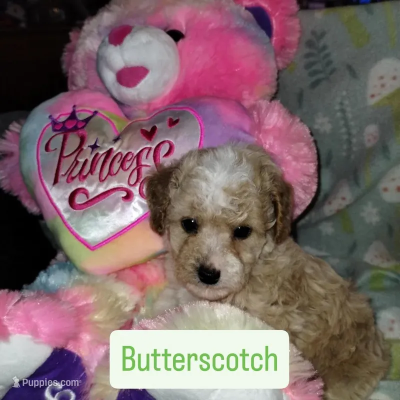 Butterscotch, a male Poodle - Miniature  for sale in Ocala, FL – Photo 1 of 7