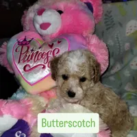 Butterscotch, a male Poodle - Miniature  for sale in Ocala, FL – Photo 1 of 7