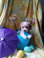 Butterscotch, a male Poodle - Miniature  for sale in Lacey, WA – Photo 2 of 10