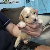 Butterscotch, a male Poodle - Miniature  for sale in Lacey, WA – Photo 4 of 10