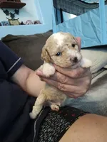 Butterscotch, a male Poodle - Miniature  for sale in Ocala, FL – Photo 3 of 7