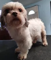 Karma, a female Shih Tzu for sale in Gainesville, FL – 4 of 4