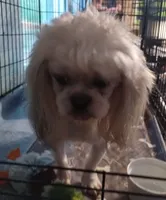 Prince, a male Shih Tzu for sale in Gainesville, FL – 5 of 5