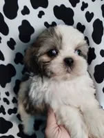 Fate, a male Mal Shi for sale in Gainesville, FL – 4 of 9