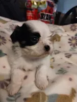 Kismet, a male Mal Shi for sale in Gainesville, FL – 4 of 8