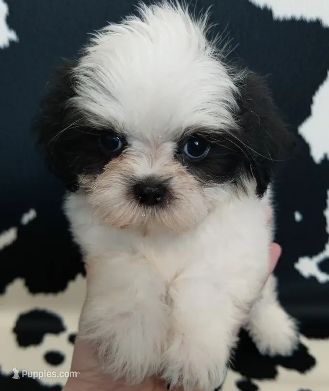 Kismet – Mal Shi puppy for sale in Gainesville, FL