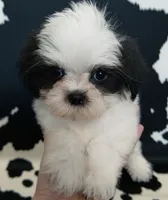 Kismet, a male Mal Shi for sale in Gainesville, FL – 1 of 10