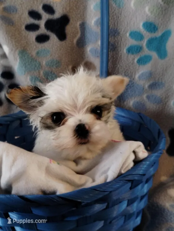 Loki, a male Yorkshire Terrier for sale in Ocala, FL – Photo 1 of 8