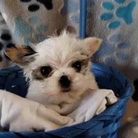 Loki, a male Yorkshire Terrier for sale in Lacey, WA – Photo 1 of 8