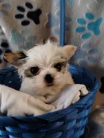 Loki, a male Yorkshire Terrier for sale in Ocala, FL – Photo 1 of 8