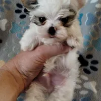 Loki, a male Yorkshire Terrier for sale in Lacey, WA – Photo 5 of 8