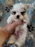 Loki, a male Yorkshire Terrier for sale in Ocala, FL – Photo 5 of 8