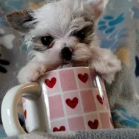 Loki, a male Yorkshire Terrier for sale in Lacey, WA – Photo 3 of 8