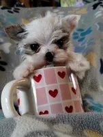 Loki, a male Yorkshire Terrier for sale in Ocala, FL – Photo 3 of 8