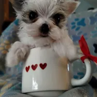 Loki, a male Yorkshire Terrier for sale in Lacey, WA – Photo 6 of 8